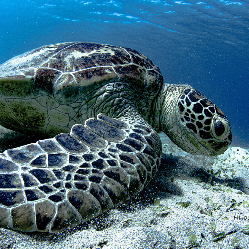加計呂麻島ウミガメ