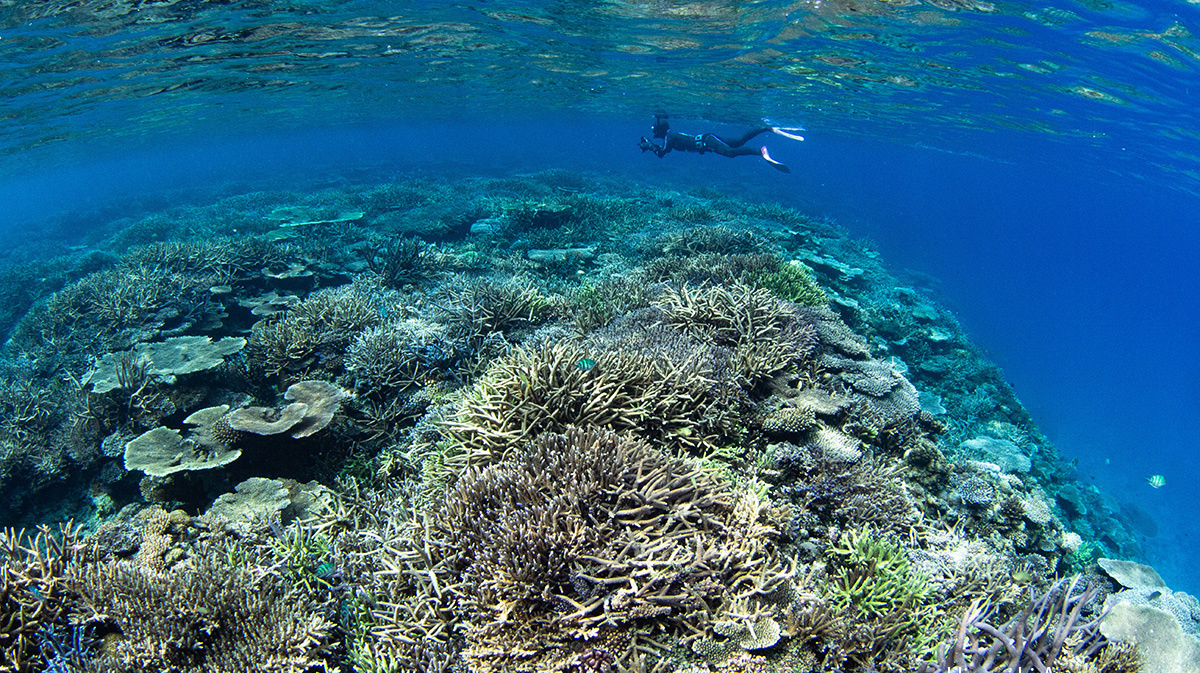 加計呂麻島シュノーケリング