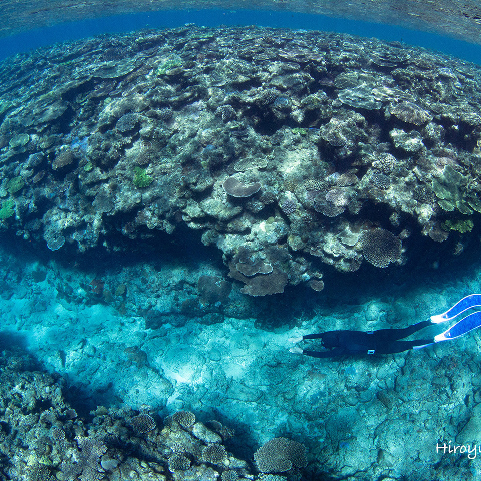奄美スキンダイビング