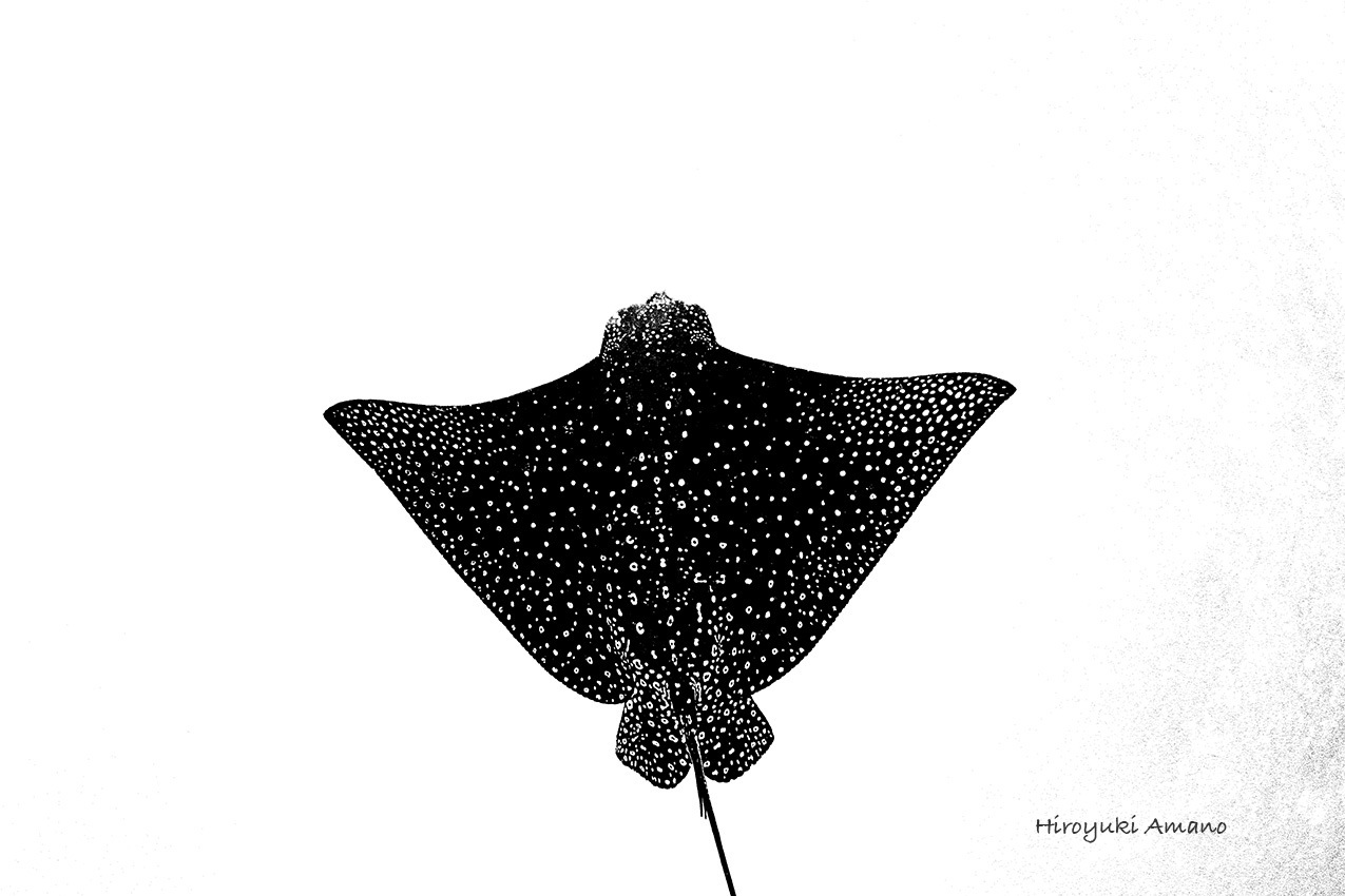 マダラトビエイ