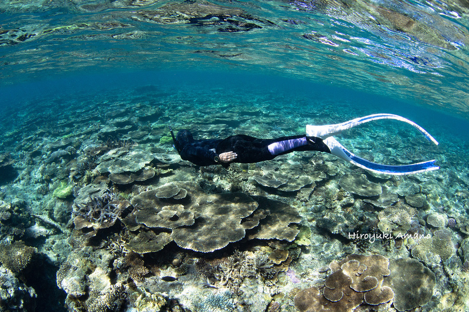 加計呂麻島スキンダイビング