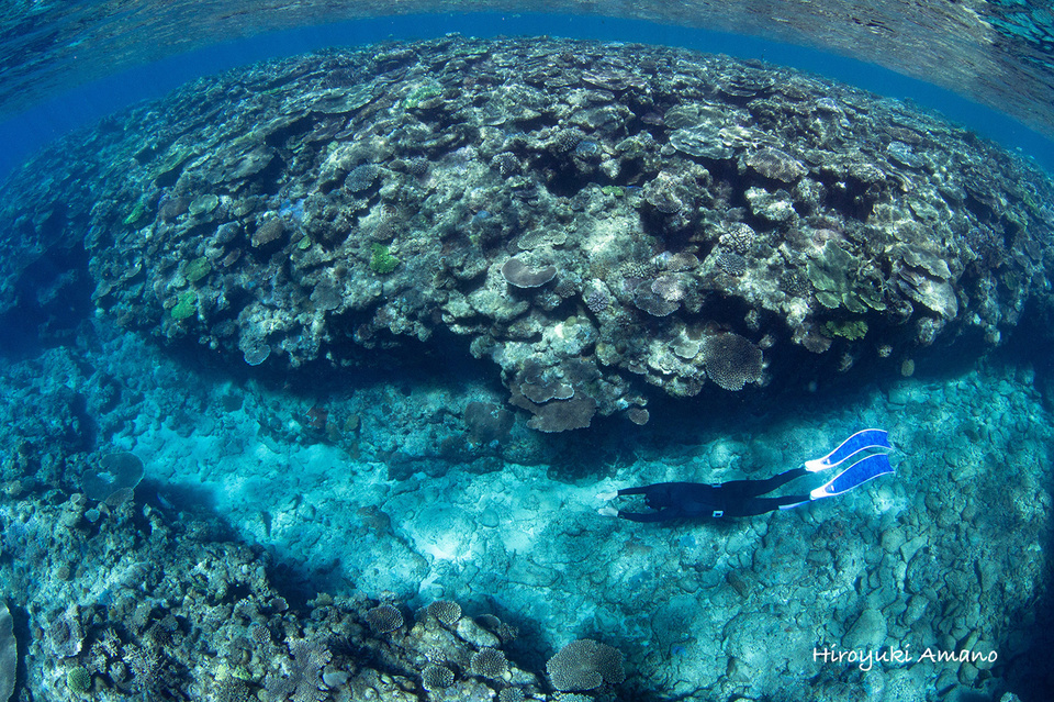 加計呂麻島スキンダイビング