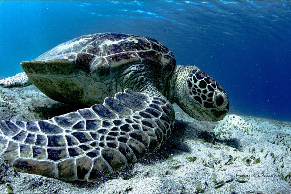 ウミガメポストカード