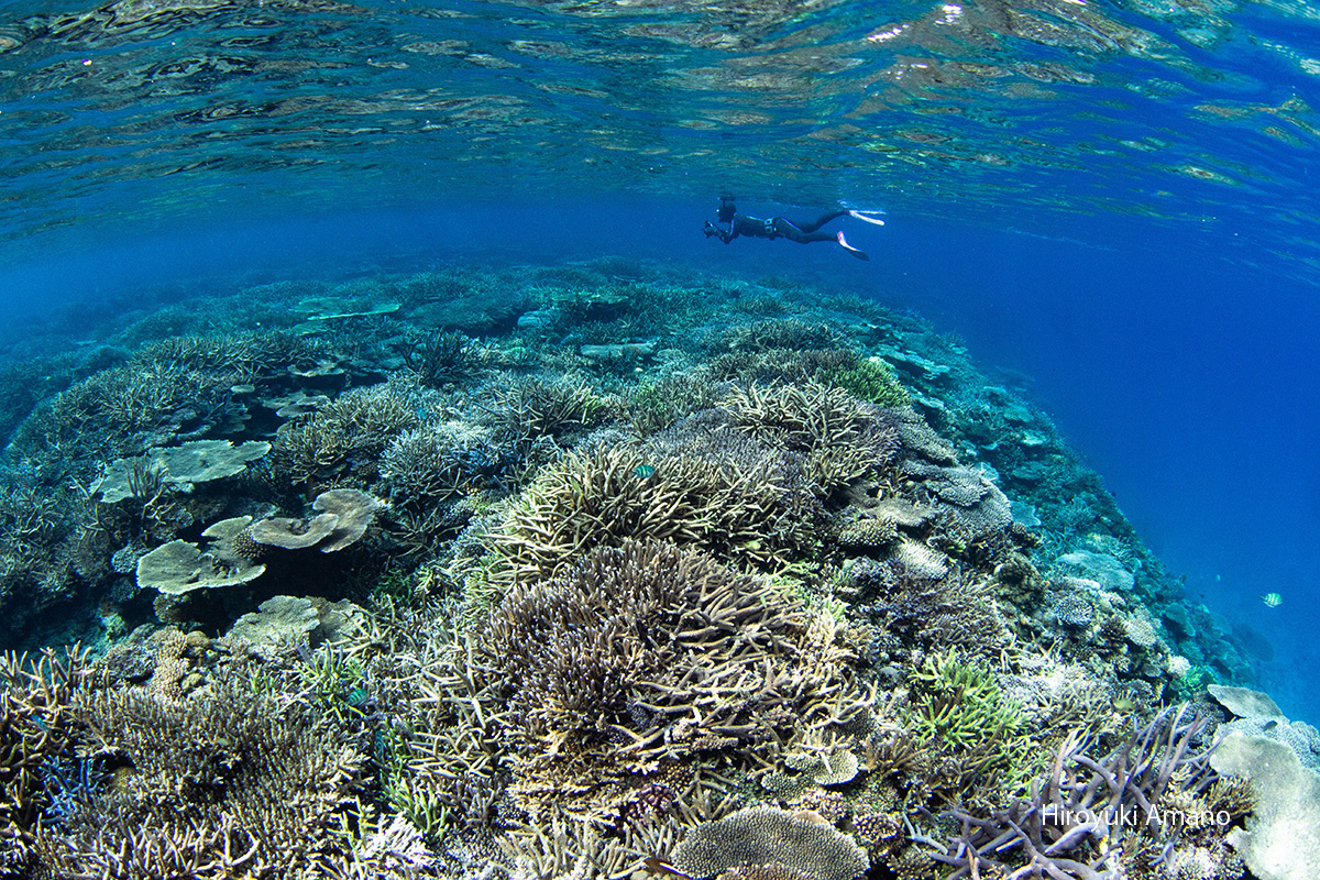 加計呂麻島シュノーケリング