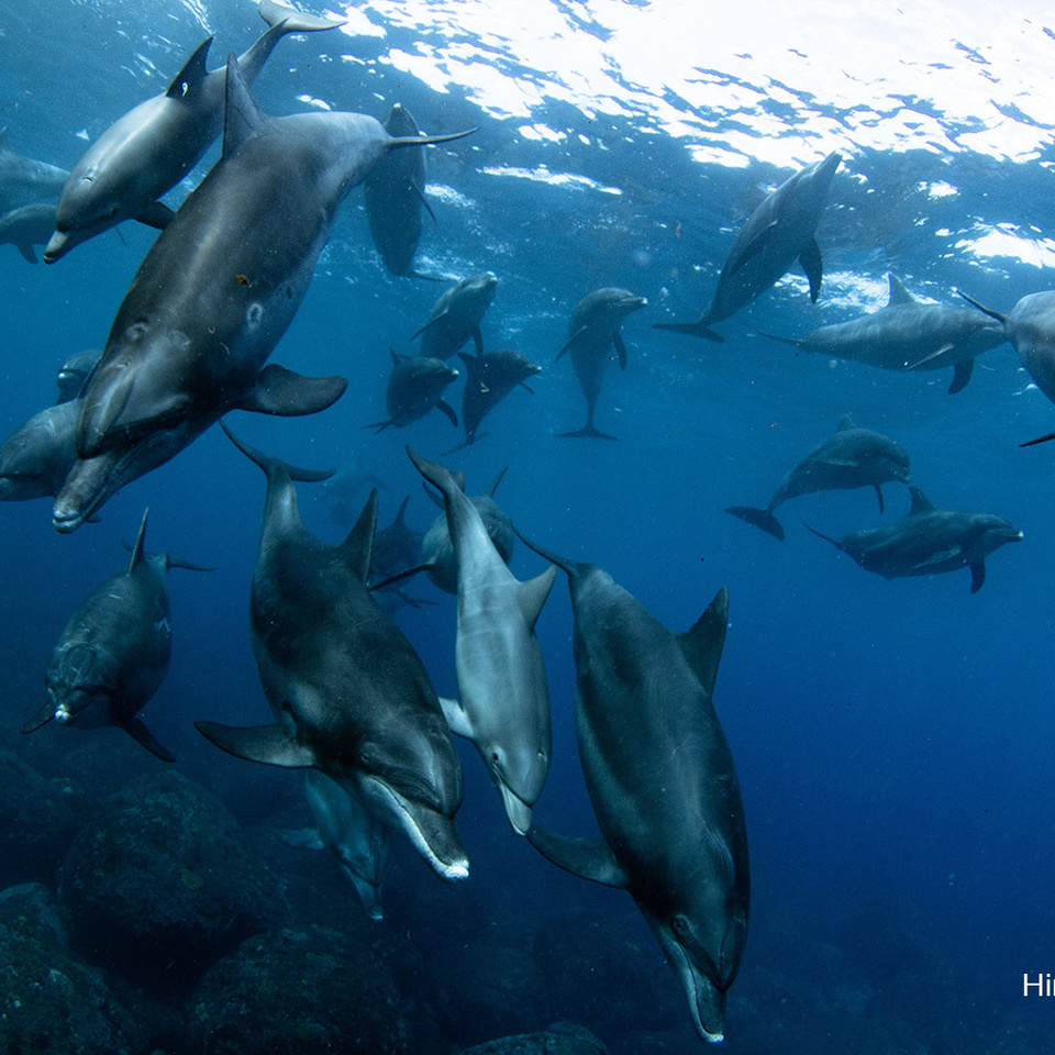 ミナミハンドウイルカ　御蔵島