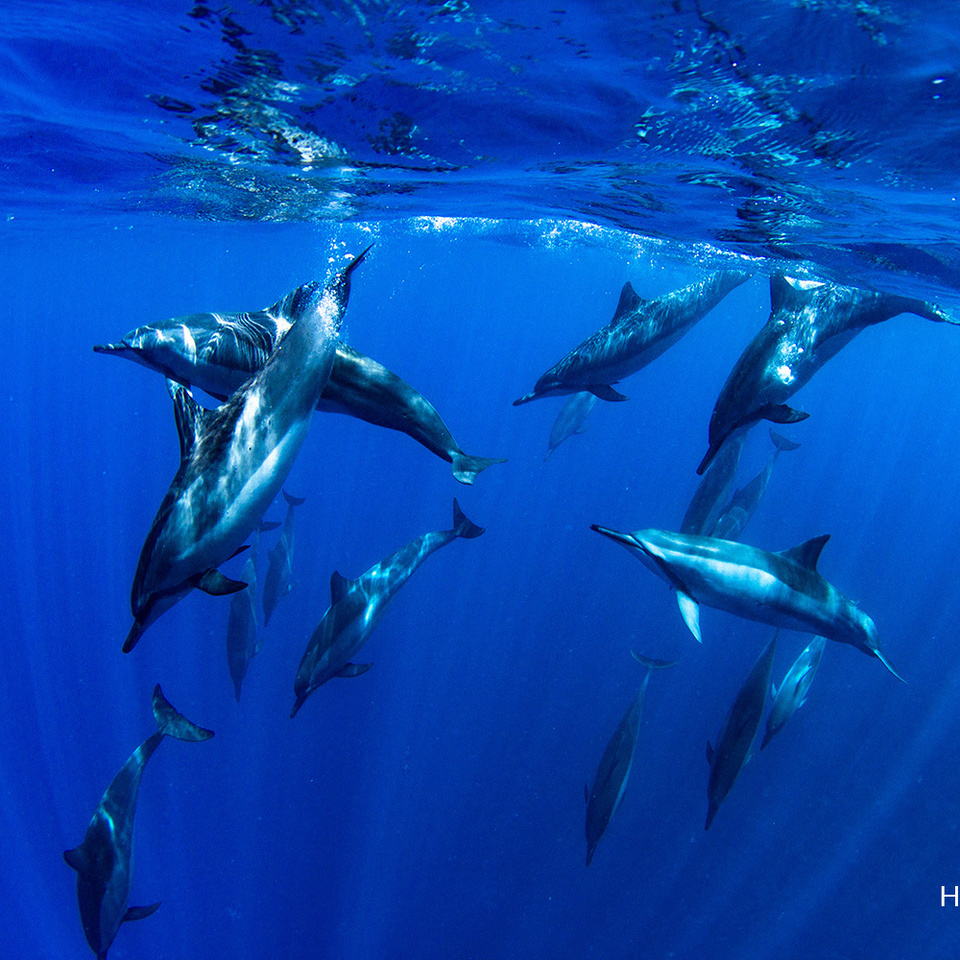 ぷかぷかりんご