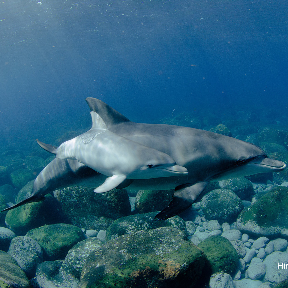 赤ちゃんイルカ　御蔵島