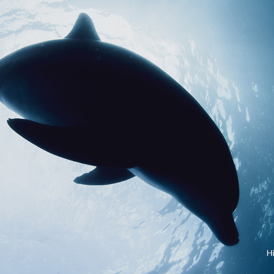 ミナミハンドウイルカ　御蔵島