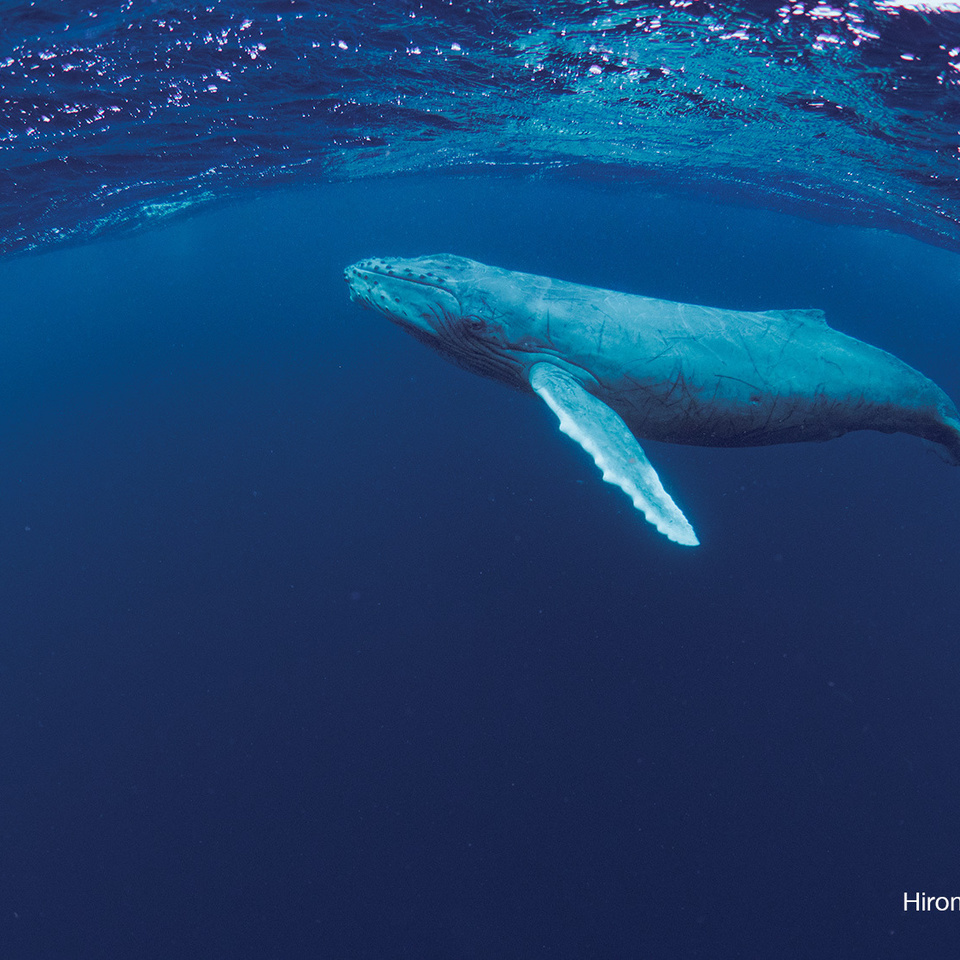 ザトウクジラ　奄美諸島