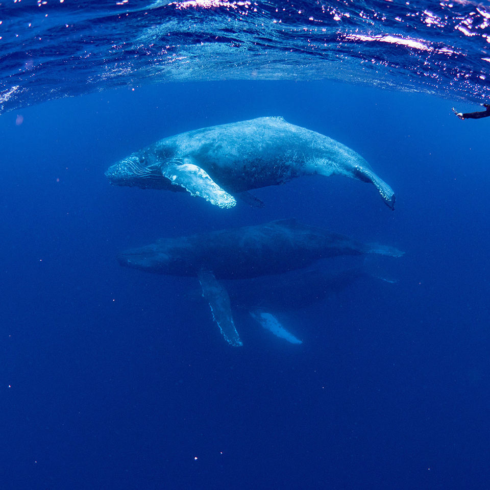 ザトウクジラ　奄美諸島
