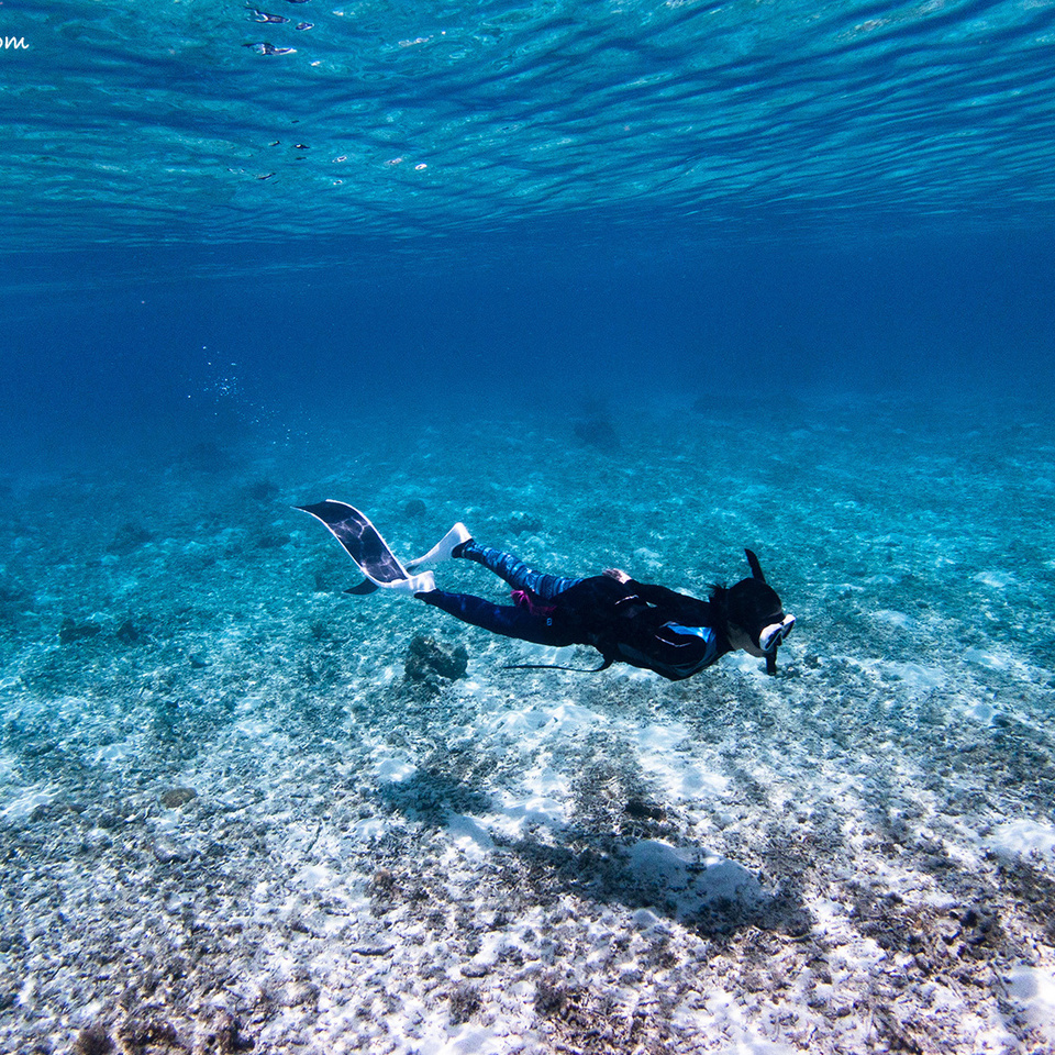 奄美スキンダイビング