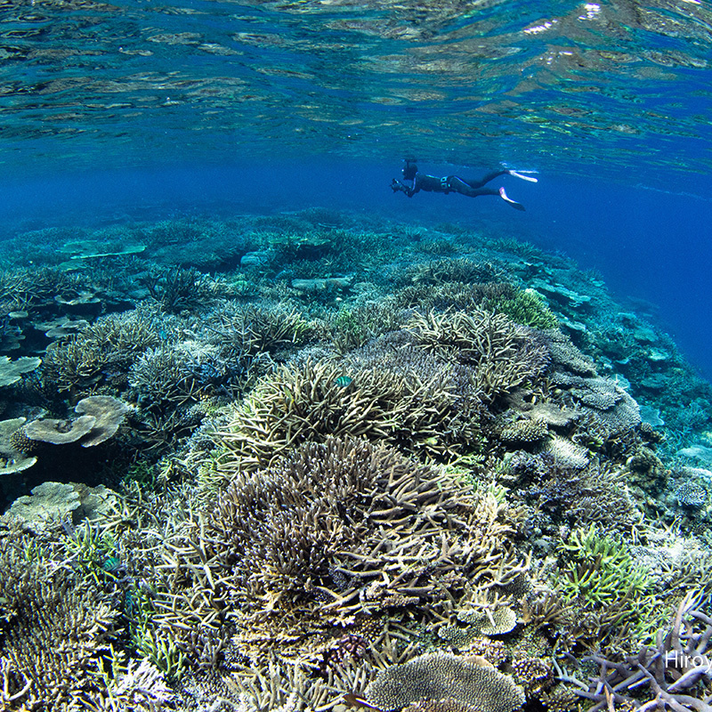 奄美スキンダイビング