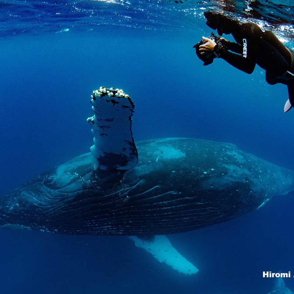 ザトウクジラ　奄美諸島