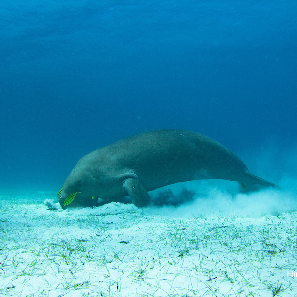 Dugong　Philippines