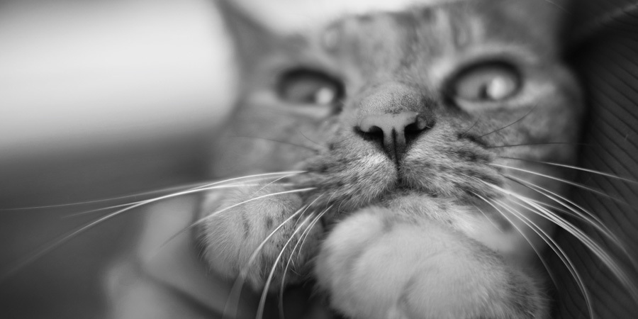 加計呂麻島さんちゃん