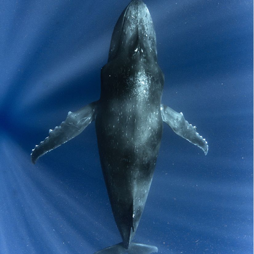 Humpback Whale
