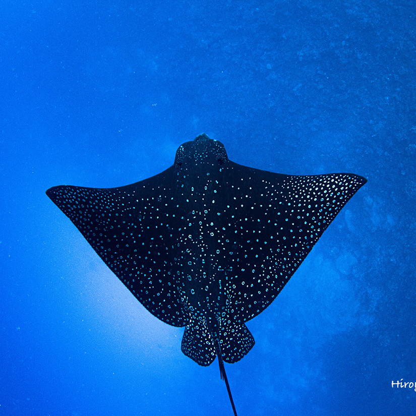 マダラトビエイ