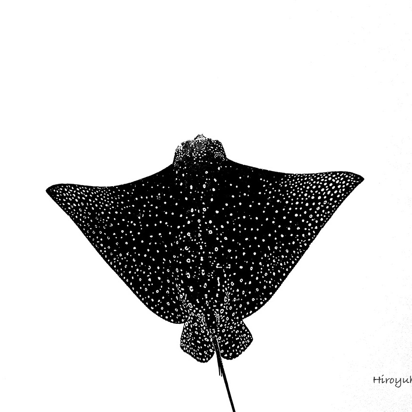 Spotted Eagle Ray
