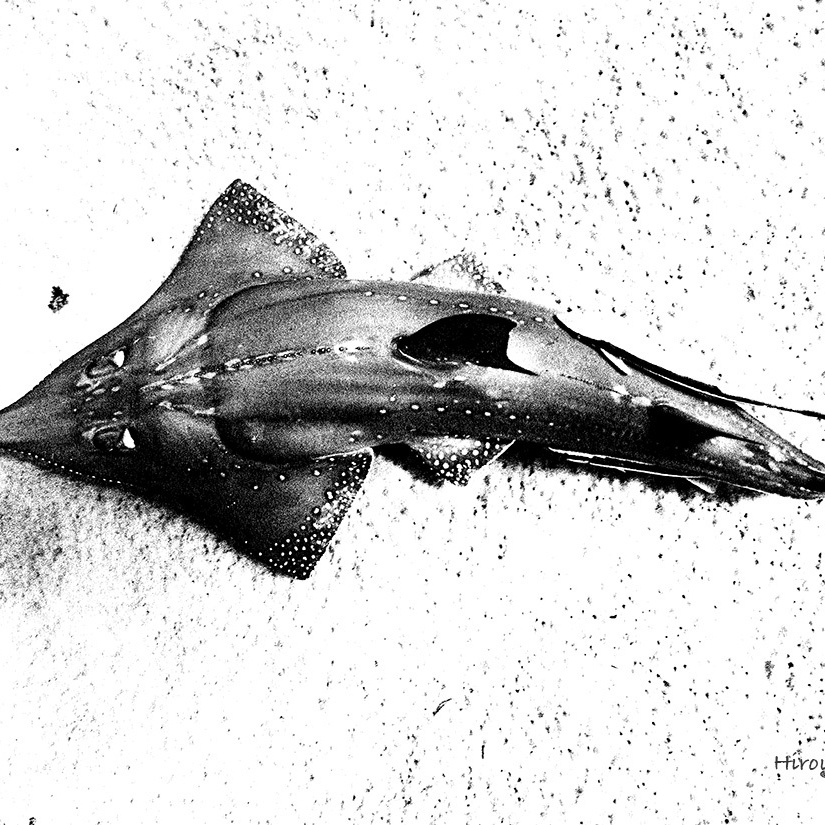 トンガリサカタザメ