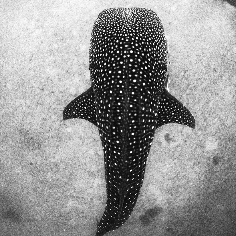Whale Shark