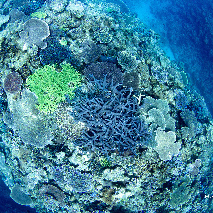 Coral reef