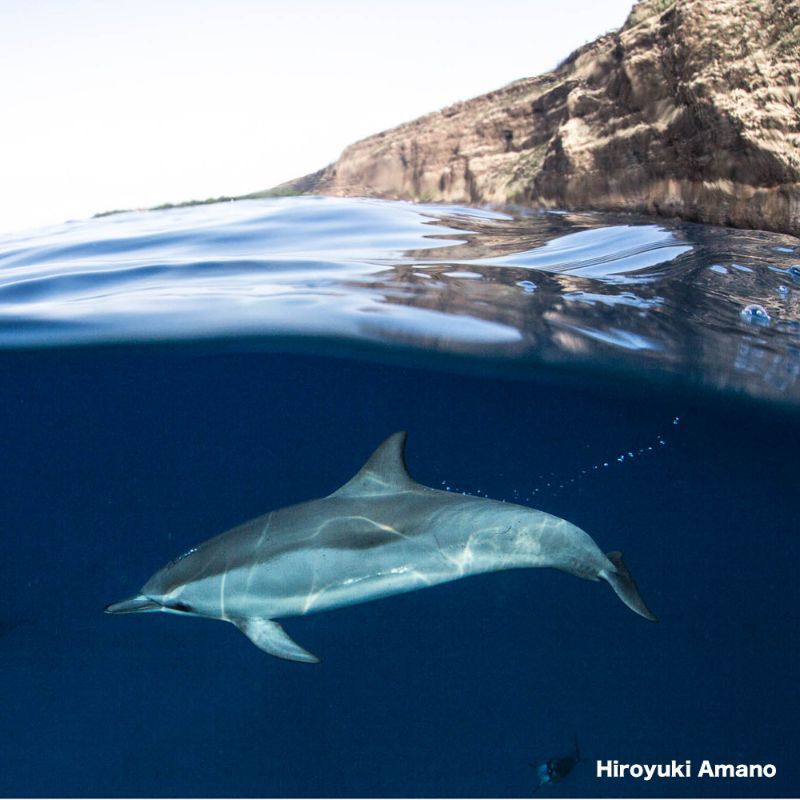 ハワイアンスピナードルフィン