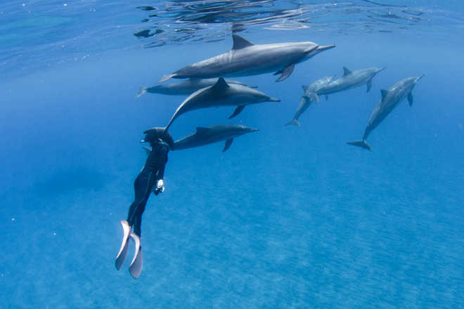 ドルフィンスイム